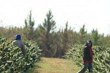 Brazil Monte Alegre Sul De Minas Natural (Arabica)