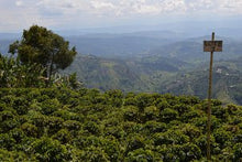 Columbian Inza Excelso