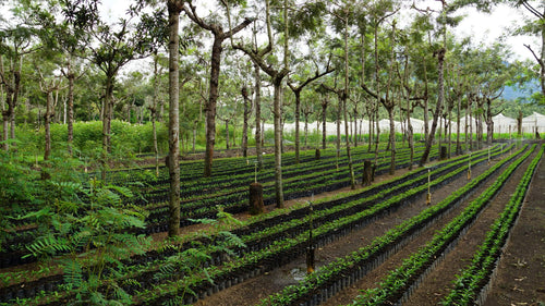 Guatemala Huehuetenango  (available August )